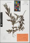 Foto von Salix alba L.